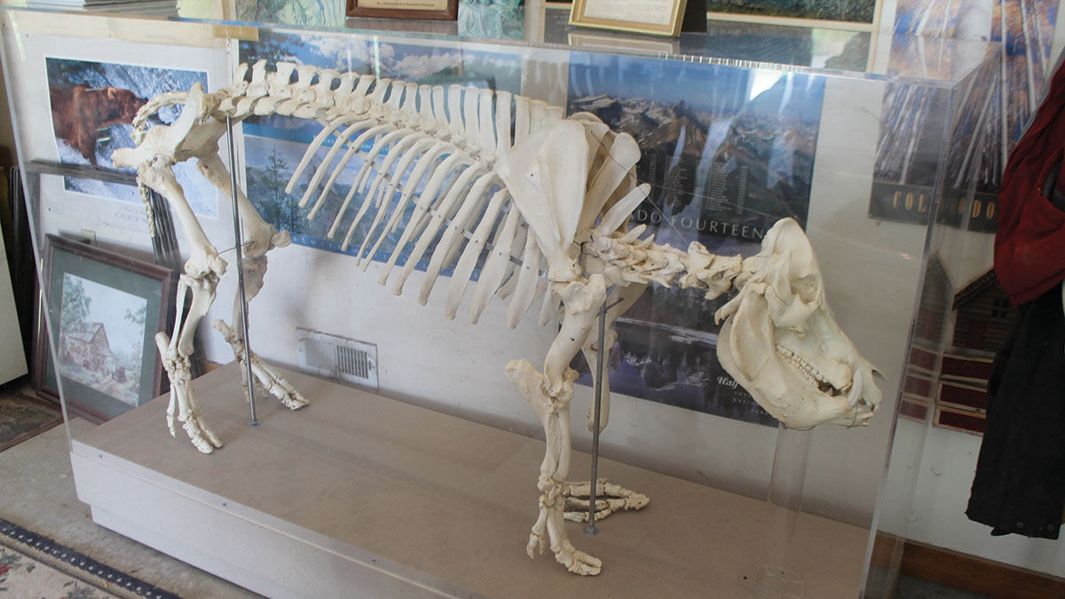 skeletal display of Roughneck